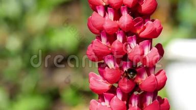 红羽扇豆花上的大黄蜂