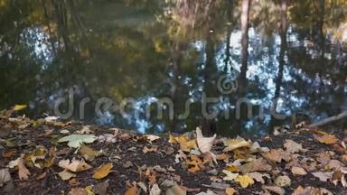 秋天<strong>湖畔树木</strong>的落叶和倒影