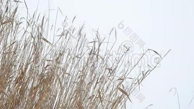 白雪皑皑的冬季俄罗斯风景中，河上长满了枯草