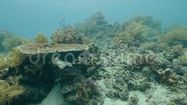 水下观看<strong>海底</strong>和热带鱼的<strong>珊瑚</strong>礁。 美丽的水下世界有五颜六色的<strong>珊瑚</strong>礁和