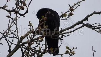 在树上筑巢的乌鸦