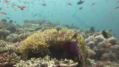 马尔代夫野生动物海底的海葵和小丑鱼。