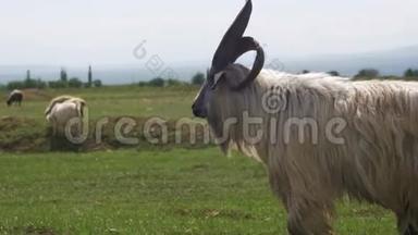 大羊角羊主阿尔法公羊群在山区羊群放牧