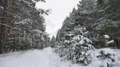 <strong>冬季</strong>松径圣诞树森林野生<strong>动物冬季</strong>景观，美丽的雪是