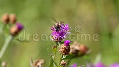 一只蜜蜂在草地上<strong>采花</strong>蜜