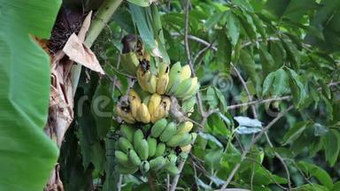 鸟，灯泡鸟在种植园里吃着正在生长的一串香蕉，追踪高清拍摄的高质量镜头