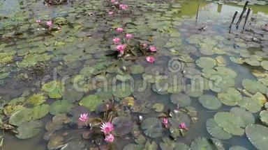 苏霍台历史公园的小池塘