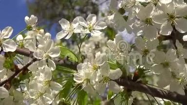 春天开花樱花树与白花的运动