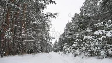 <strong>冬季</strong>松径圣诞树大自然森林野生<strong>动物冬季</strong>景观，美丽的雪是
