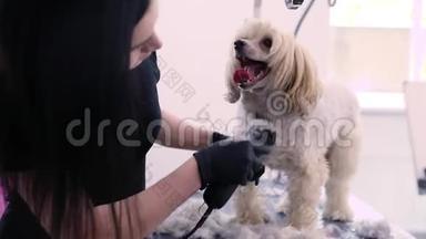 宠物美容沙龙中的狗用修剪器剪发