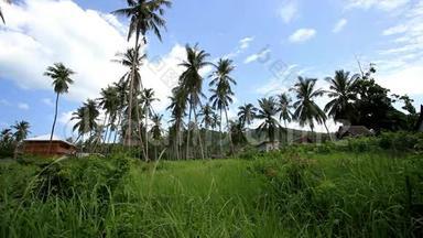 丛林森林中的椰子树和房子。