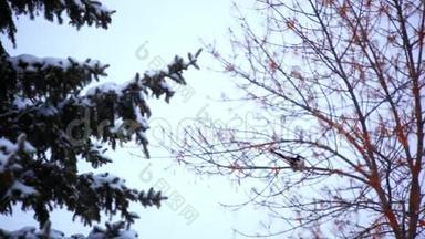 喜鹊在下雪时坐在树上