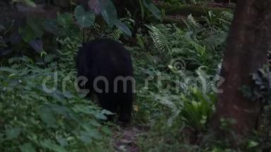 一只野生成年福沙<strong>黑熊</strong>在热带森林散步