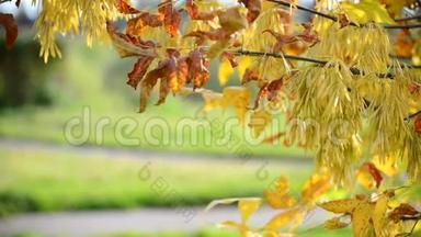 秋天把灰树黄叶收起来