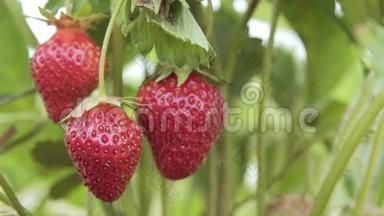 葡萄藤上挂着草莓，天气晴朗