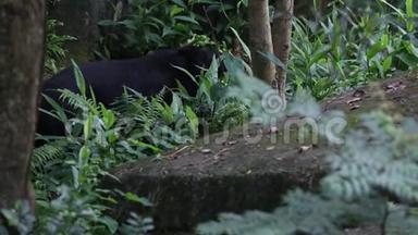 一只野生成年福沙<strong>黑熊</strong>在热带森林散步