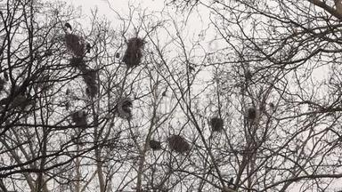 在树上筑巢的乌鸦