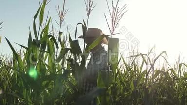 商人用平板电脑检查玉米<strong>芯</strong>。 一位在田间工作的农民农艺师，检查成熟玉米<strong>芯</strong>。 这就是