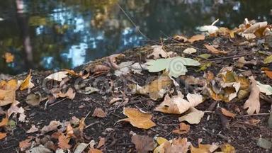 秋天<strong>湖畔树木</strong>的落叶和倒影