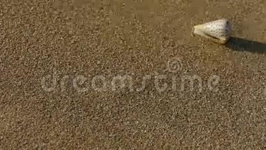沙滩上的海螺，风吹沙.