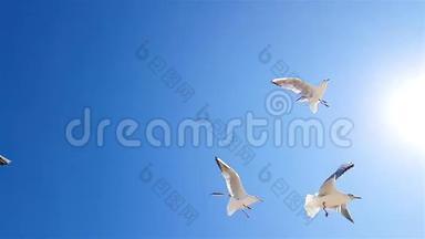 海鸥在天气好的时候顶着天空飞翔. 海鸥在天空的背景下缓慢<strong>运动</strong>，<strong>更</strong>大的白色