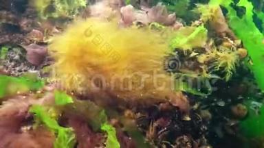 海底的绿藻、红藻和褐藻在风暴中摆动