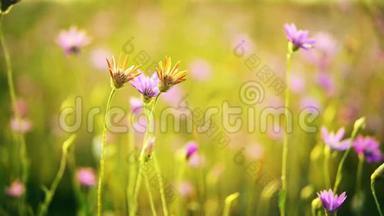 草地上有野花的乡村景观。 美丽的春天背景。