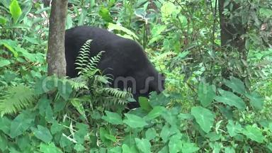 一只成年的福沙<strong>黑熊</strong>在炎热的夏天漫步森林