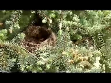 巢在树上摇摆，作为鸟类的后代。
