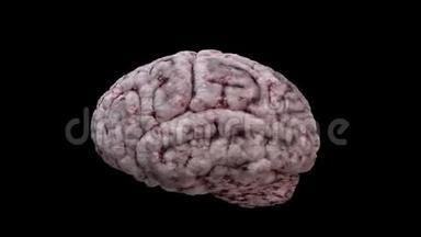 人脑在黑色背景上旋转。 3D渲染循环动画