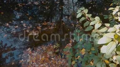 秋天湖畔落叶和树木倒影