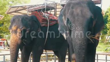 动物园里的大<strong>象</strong>背着一辆手推车在吃东西。 泰国。 亚洲。