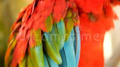 在热带丛林森林里，关闭红亚马逊猩鹦鹉或阿拉澳门。 野生动物彩色鸟类画像
