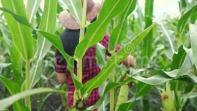 智慧生活方式+生态收割+农业耕作理念.. 农民女孩植物研究员收割玉米芯