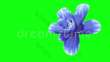 开放长时间盛开的蓝色花朵时间推移三维动画隔离在色度键绿屏背景新质量