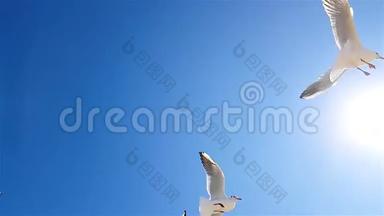 海鸥在天气好的时候顶着天空飞翔. 海鸥在天空的背景下缓慢运动，更大的白色