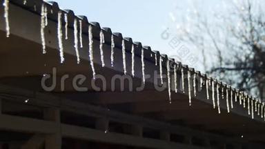 冬天的冰柱在春天的阳光下融化在屋顶上，从它们的<strong>提示</strong>中<strong>滴</strong>落下来