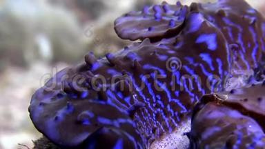 马尔代夫海底海底的双壳类软体动物。