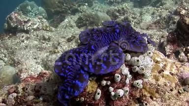 马尔代夫<strong>海底海底的</strong>双壳类软体动物。
