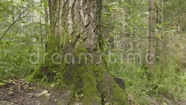 林中有地衣和苔藓的<strong>古树</strong>.. 林树自然绿木.. <strong>森林</strong>里树上的苔藓