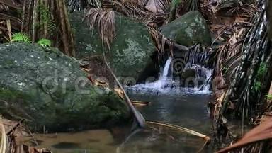 淡水河谷自然保护区清澈的溪流