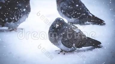 灰鸽子坐在雪上，在<strong>寒冷的寒冷的冬天</strong>，在下雪<strong>的</strong>时候