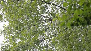 杨树绒毛。 杨树被白色绒毛覆盖。