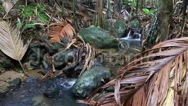 淡水河谷自然保护区清澈的溪流