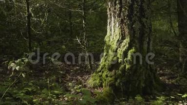 林中有地衣和苔藓的古树.. 林树自然绿木.. 森林里树上的苔藓