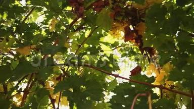 葡萄园桌面设计。 葡萄酒背景。 秋季设计有葡萄园和空陈列.. 秋收的葡萄