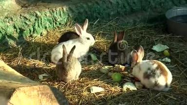 哺乳动物-兔子，拉格朗日家族
