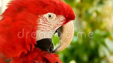 在热带丛林森林里，关闭红亚马逊猩鹦鹉或阿拉澳门。 野生动物彩色鸟类画像