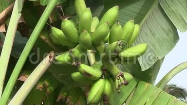 西非冈比亚香蕉种植园。