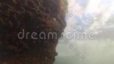 黑海中的海绿浒苔和红藻斑藻